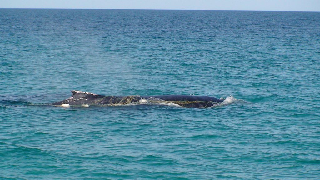 Skipper of marine conservation vessel Migaloo Two Dean Jefferys spotted this whale tangled in shark nets on Sunday near Rooney's Point, on the north-western side of Fraser Island. Skipper of marine conservation vessel Migaloo Two Dean Jefferys spotted this whale tangled in shark nets on Sunday near Rooney's Point, on the north-western side of Fraser Island.