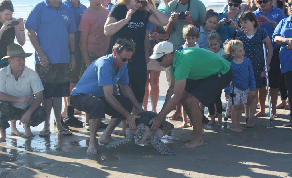 BYE BYE BYRON: Australian Seabird Rescue release Demi at Main Beach, Byron Bay. BYE BYE BYRON: Australian Seabird Rescue release Demi at Main Beach, Byron Bay.