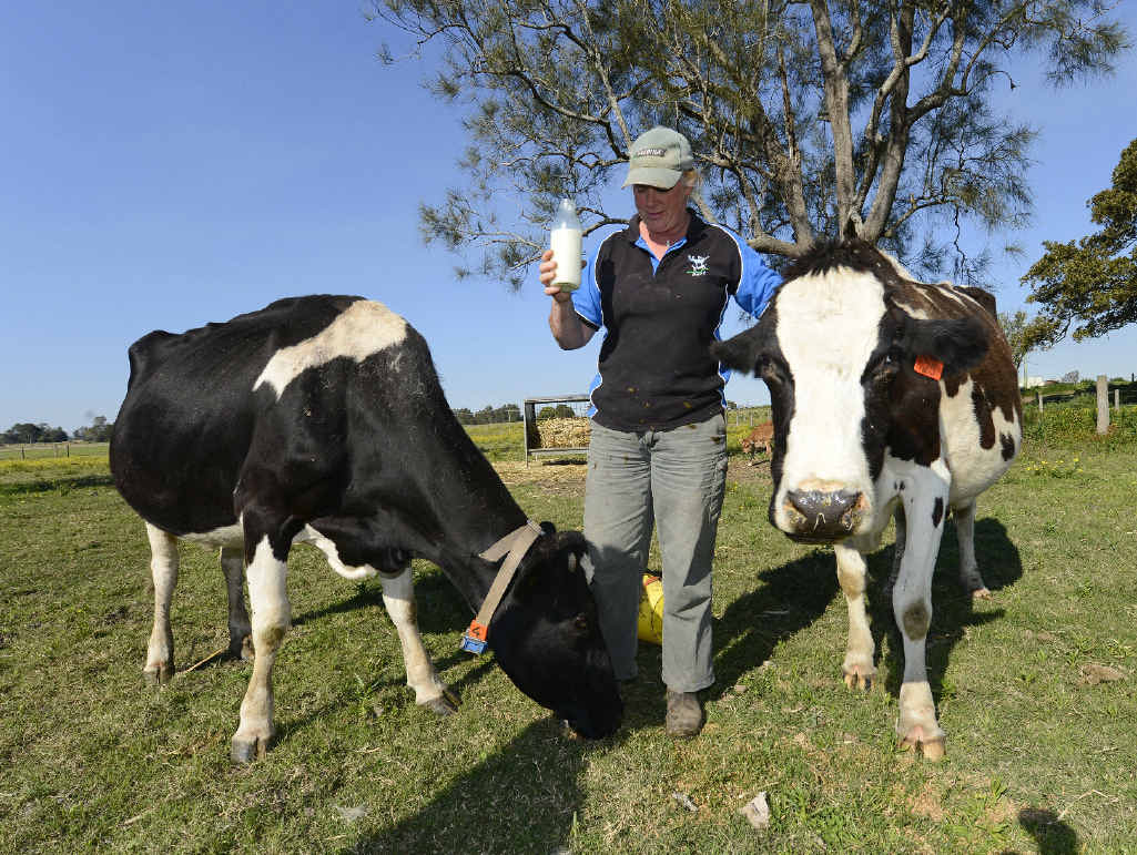MILK FIGHTBACK: Jo Madden of Big River Dairy with some of her cows - producing their own milk and distributing it in the Clarence Valley MILK FIGHTBACK: Jo Madden of Big River Dairy with some of her cows - producing their own milk and distributing it in the Clarence Valley