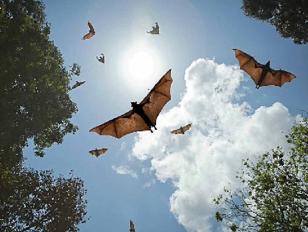 NOT A BAT FAN: Athol Tce resident Greg Clark is happy the flying fox ‘nightmare’ will end. NOT A BAT FAN: Athol Tce resident Greg Clark is happy the flying fox ‘nightmare’ will end.