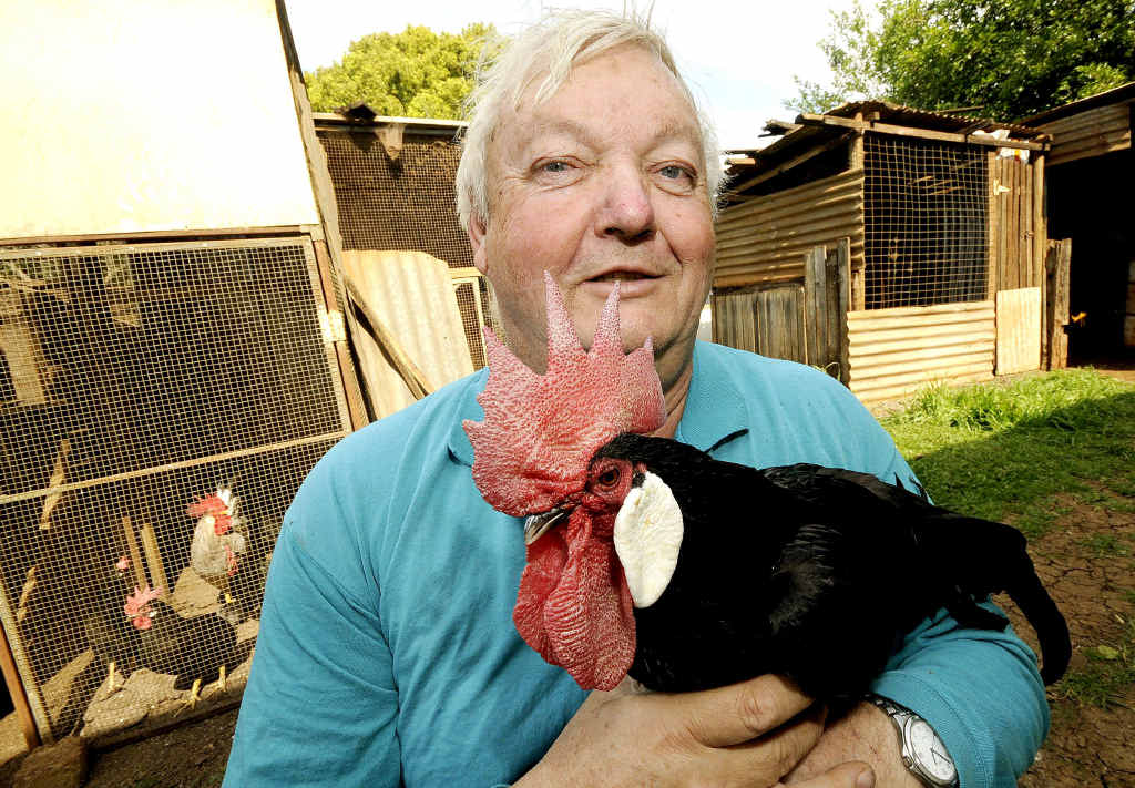 WINGING IT: Eric Rosolen of Fairy Hill with a Minorca cockerel bantam ready for the auction at Lismore showgrounds on Sunday. WINGING IT: Eric Rosolen of Fairy Hill with a Minorca cockerel bantam ready for the auction at Lismore showgrounds on Sunday.