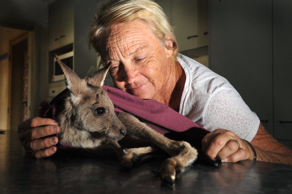 Image for sale: WHAT NOW?: Wildlife Carer Robyn Millington is concerned that Bundaberg Regional Council will no longer euthanize wild animals that are critically injured by vehicles on our roads. Photo: Max Fleet / NewsMail