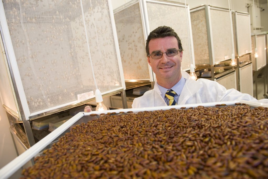 Biological pest control company AgBiTech CEO Anthony Hawes with insect larvae. Biological pest control company AgBiTech CEO Anthony Hawes with insect larvae.