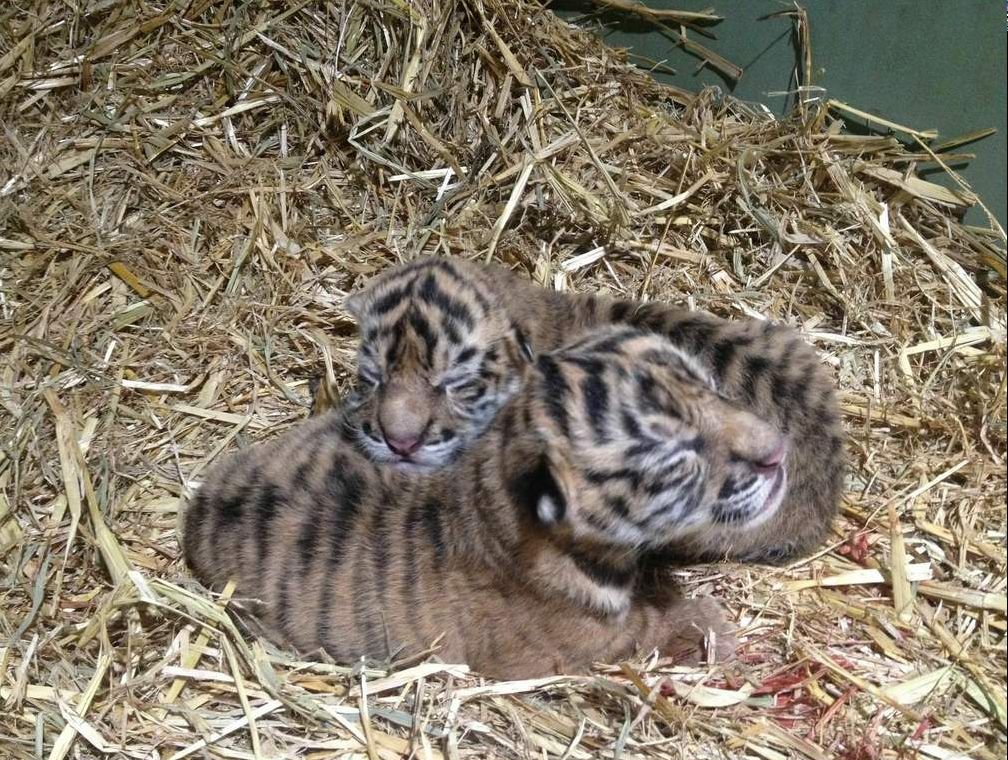 Australia Zoo’s Sumatran tiger, Kaitlyn,delivered two critically endangered healthy tiger cubs. Australia Zoo’s Sumatran tiger, Kaitlyn,delivered two critically endangered healthy tiger cubs.