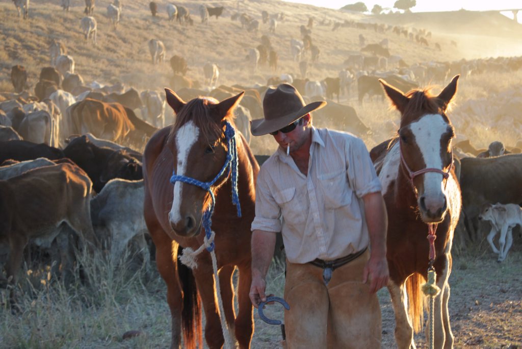 Image for sale: DROVER: Matt Mitchell reshoes the teams horses a handy skill on the Long Paddock that saves time and money Photo Andrew Beard / CQ News
