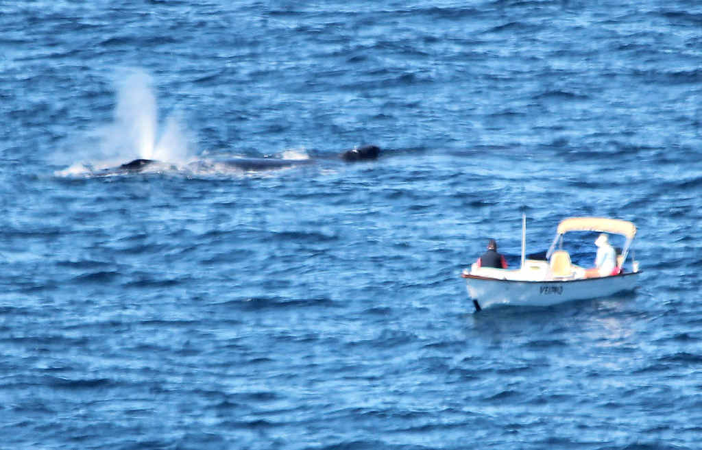 SOMETHING SPECIAL: Fishermen watch a mother whale after she has just given birth off Sunshine Beach yesterday. SOMETHING SPECIAL: Fishermen watch a mother whale after she has just given birth off Sunshine Beach yesterday.