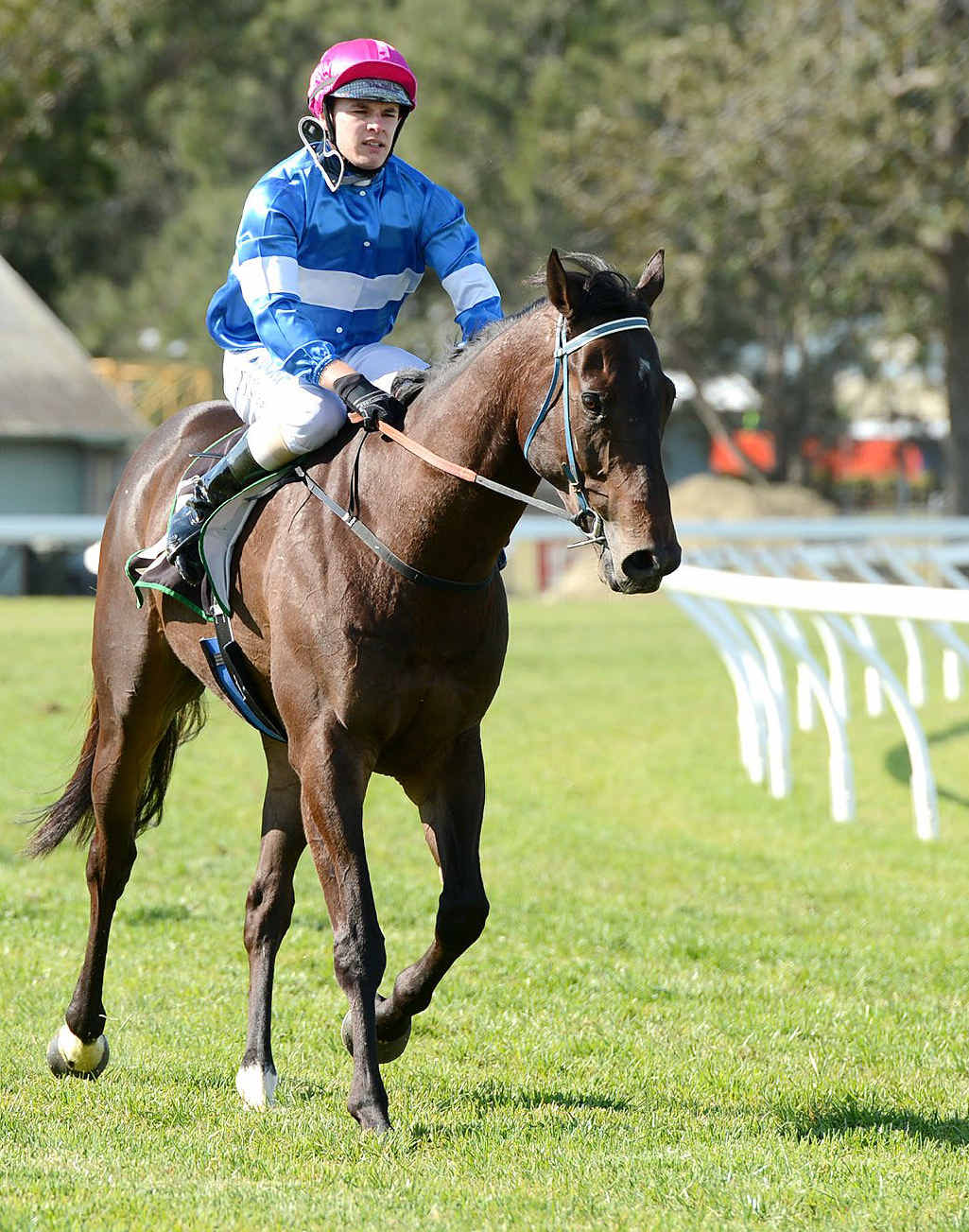 WINNING REFLECTIONS: Party Spin is led back to the enclosure by jockey Travis Wolgram after winning the Schweppes Plate (1200m) at the Ipswich racetrack last week. WINNING REFLECTIONS: Party Spin is led back to the enclosure by jockey Travis Wolgram after winning the Schweppes Plate (1200m) at the Ipswich racetrack last week.