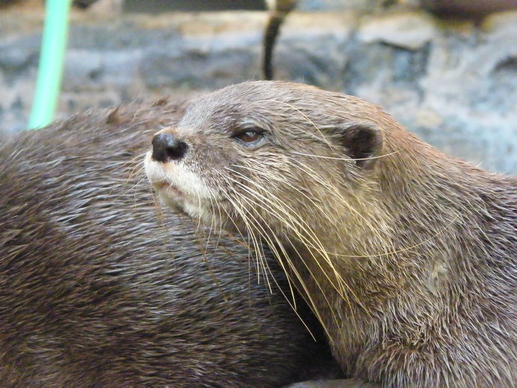 Curly the otter has just been transferred to Cairns Wildlife Safari Park with his mate Larry from Underwater World. Curly the otter has just been transferred to Cairns Wildlife Safari Park with his mate Larry from Underwater World.
