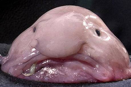 A blobfish A blobfish