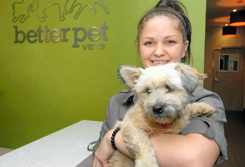 Vet nurse Helina Toivanen cuddles shitzu-cross puppy Bentley, who was lucky to survive after he was struck down by a paralysis tick. Vet nurse Helina Toivanen cuddles shitzu-cross puppy Bentley, who was lucky to survive after he was struck down by a paralysis tick.