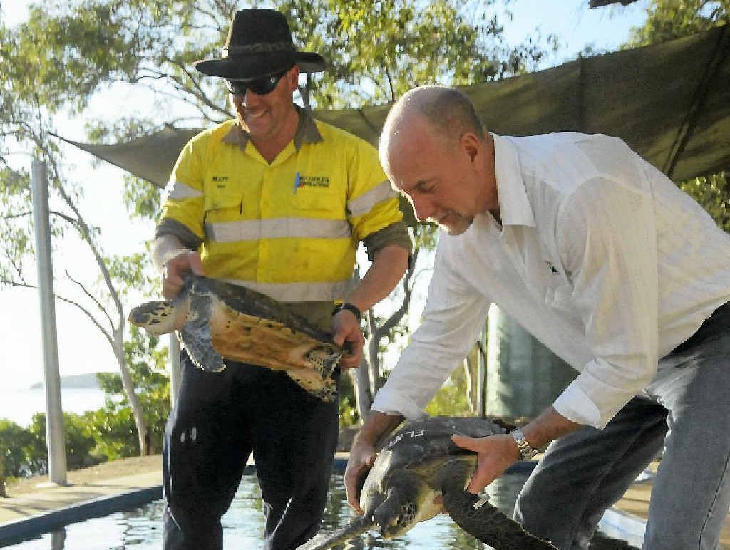 FREEDOM: Quoin Island Turtle Rehabilitation Centre owner Bob McCosker (right) and maintenance manager Matt Baldwin with two turtles.