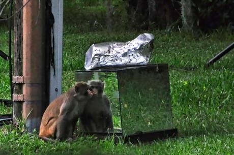 A roving rhesus monkey not only evaded capture for three years but also earned itself a profile in The New York Times A roving rhesus monkey not only evaded capture for three years but also earned itself a profile in The New York Times