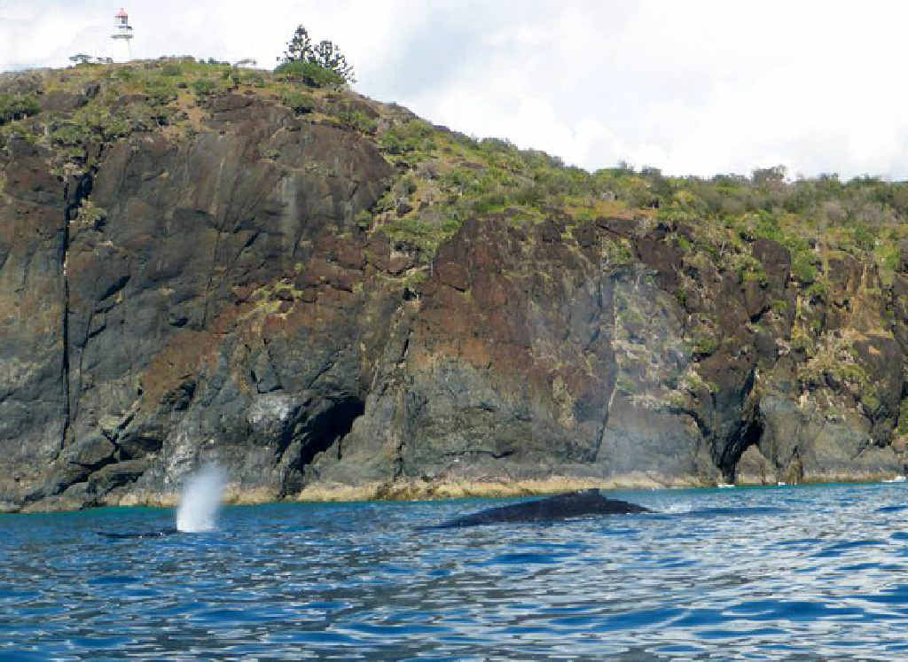 CLOSE ENCOUNTER: Rainbow Beach Dolphin View Kayak tour took this photo of whales. CLOSE ENCOUNTER: Rainbow Beach Dolphin View Kayak tour took this photo of whales.