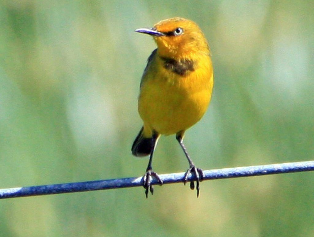 The Capricorn Yellow Chat needs to be saved from extinction. Photo Contributed The Capricorn Yellow Chat needs to be saved from extinction. Photo Contributed