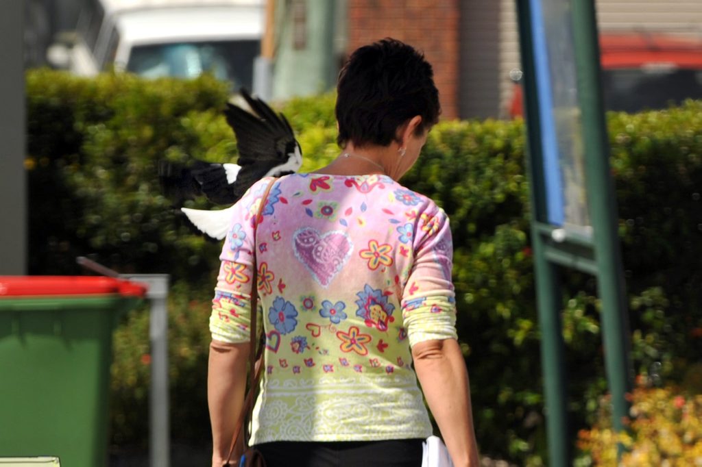 Journalist Kathy Sundstrom gets hit in the neck by a magpie while investigating regular magpie attacks in Aroona. Journalist Kathy Sundstrom gets hit in the neck by a magpie while investigating regular magpie attacks in Aroona.