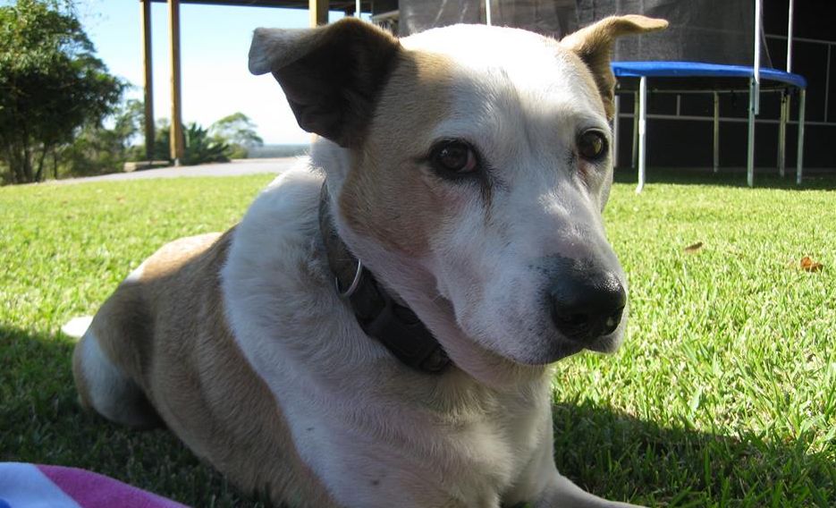Max the dog. Max the dog.