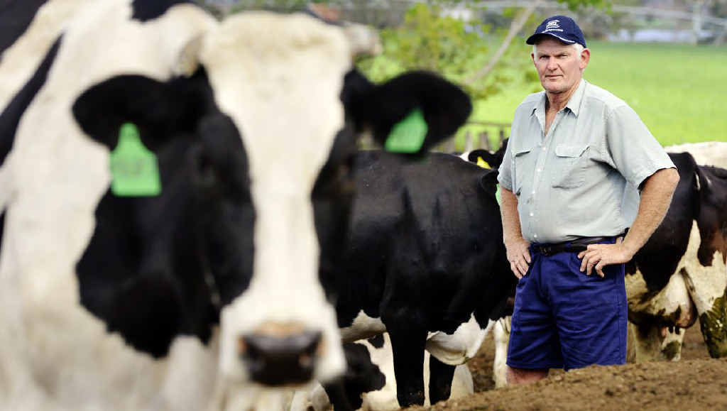 FARMERS SQUEEZED: Ross McInnes stands with his friesian dairy cattle at his Harrisville farm. Mr McInnes is the Queensland Dairyfarmers’ Organisation vice-president and is asking for a mandatory code of conduct between retailers and suppliers of milk. FARMERS SQUEEZED: Ross McInnes stands with his friesian dairy cattle at his Harrisville farm. Mr McInnes is the Queensland Dairyfarmers’ Organisation vice-president and is asking for a mandatory code of conduct between retailers and suppliers of milk.