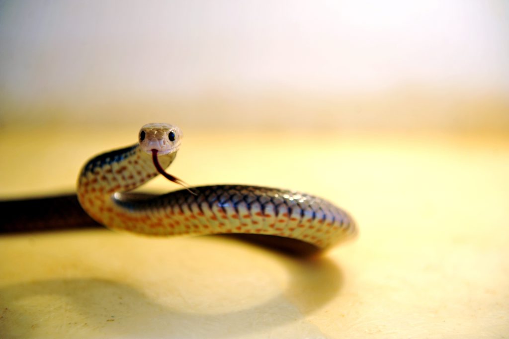 Snake slithers into Emerald home. Snake slithers into Emerald home.
