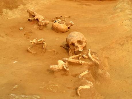 Excavated remains of the heads and necks of three late Iron Age individuals thrown into an enclosure ditch Excavated remains of the heads and necks of three late Iron Age individuals thrown into an enclosure ditch