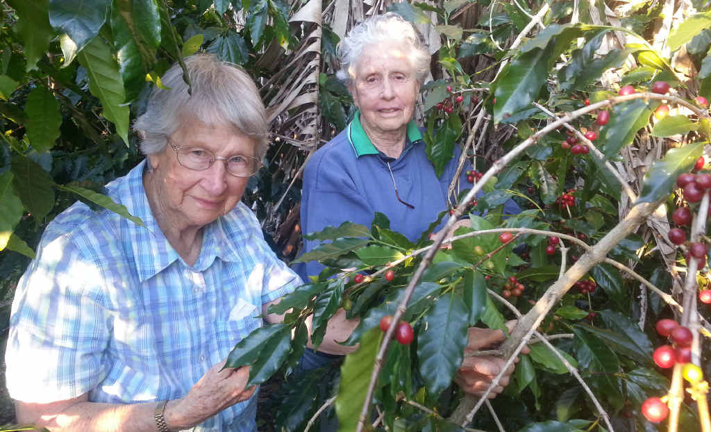 HOME GROWN: Woombah Coffee Joy Phelps (left) and Joan Dibden with one of their 1100 arabica coffee bean trees on their Woombah property. HOME GROWN: Woombah Coffee Joy Phelps (left) and Joan Dibden with one of their 1100 arabica coffee bean trees on their Woombah property.