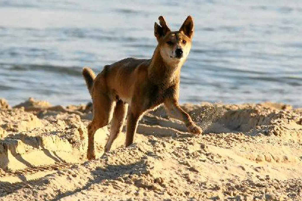 NOT VERMIN: New research says dingoes help farmers maintain pasture and control pests. NOT VERMIN: New research says dingoes help farmers maintain pasture and control pests.