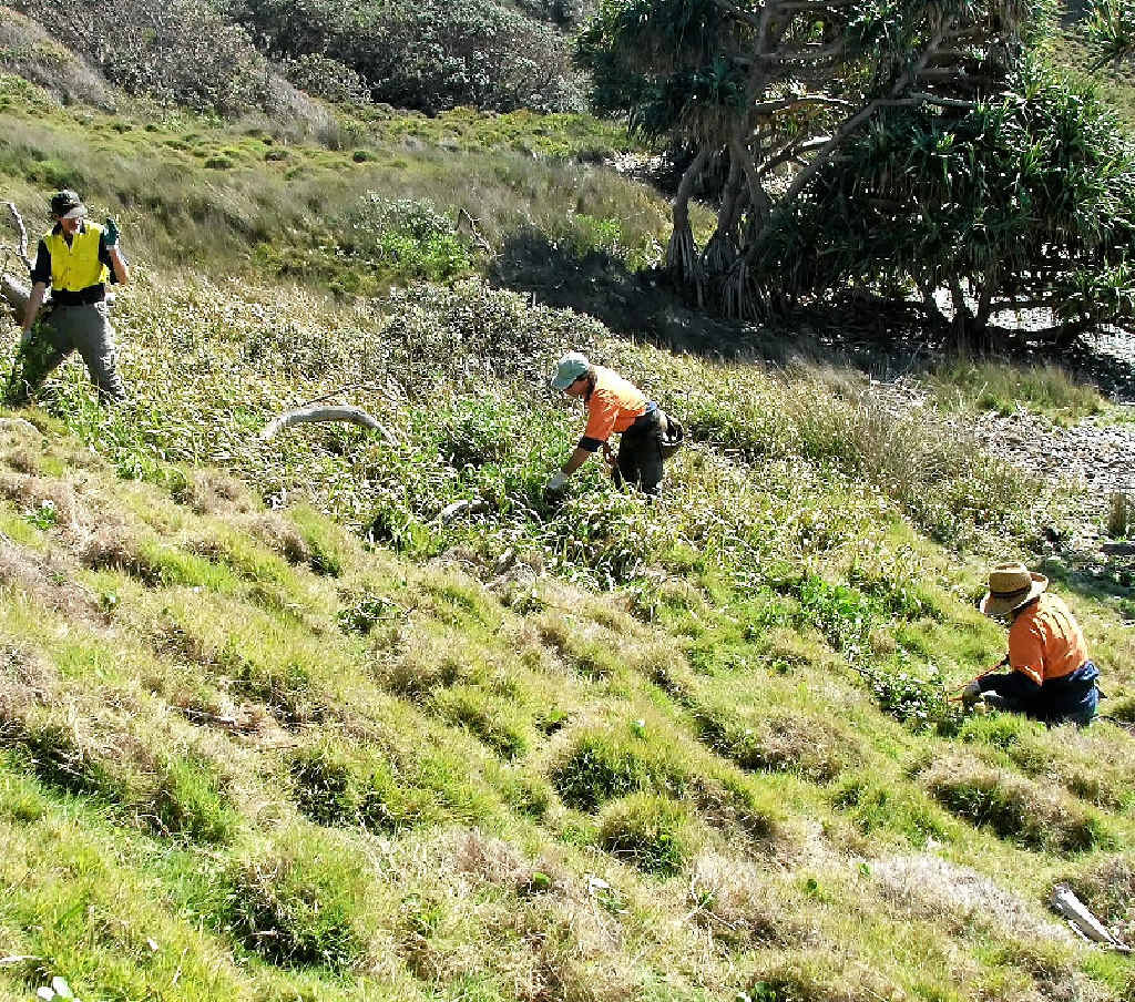 BASHING THE BITOU: The Dirawong Reserve Trust welcomes the community to join it and the Earthcare Services bush regeneration team in a Bitou Bush Bash from September 16-20. BASHING THE BITOU: The Dirawong Reserve Trust welcomes the community to join it and the Earthcare Services bush regeneration team in a Bitou Bush Bash from September 16-20.