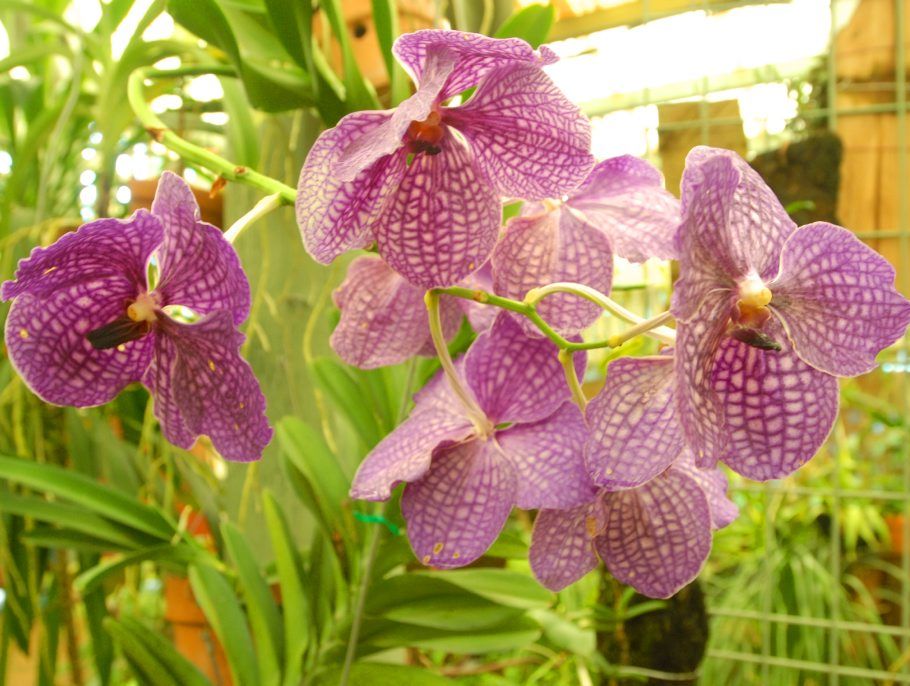 Orchids. Orchids.