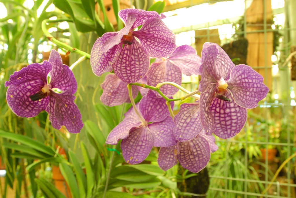 Orchids. Orchids.