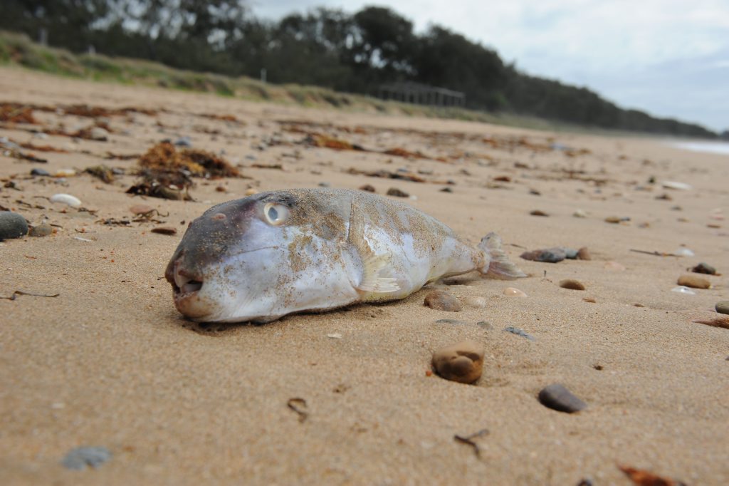 A number of dead fish have been washed up on Mon Repos Beach. A number of dead fish have been washed up on Mon Repos Beach.