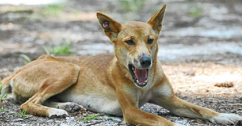Fraser Island camping grounds were closed due to dingoes. Fraser Island camping grounds were closed due to dingoes.