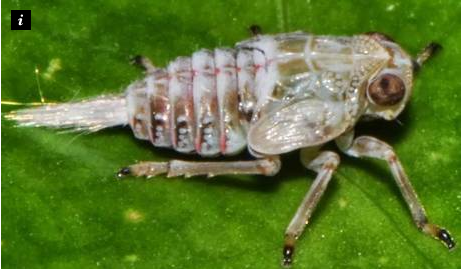 Issus leafhopper. Issus leafhopper.