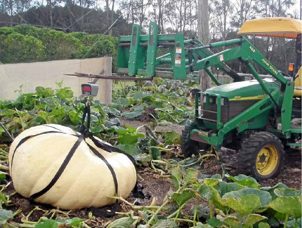 HEAVY LOAD: Dale Oliver’s 638kg pumpkin gets lifted from the patch. HEAVY LOAD: Dale Oliver’s 638kg pumpkin gets lifted from the patch.