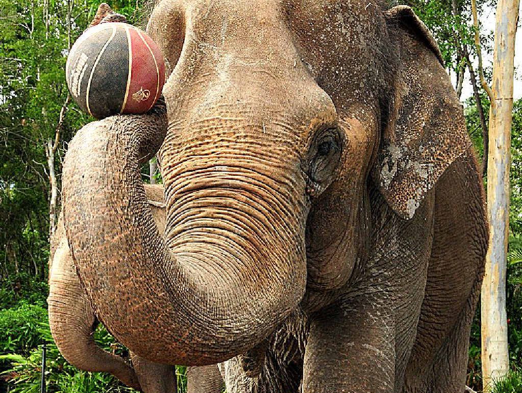 ARTHRITIS VICTIM: Bimbo’s ongoing suffering ended this week at Australia Zoo. ARTHRITIS VICTIM: Bimbo’s ongoing suffering ended this week at Australia Zoo.