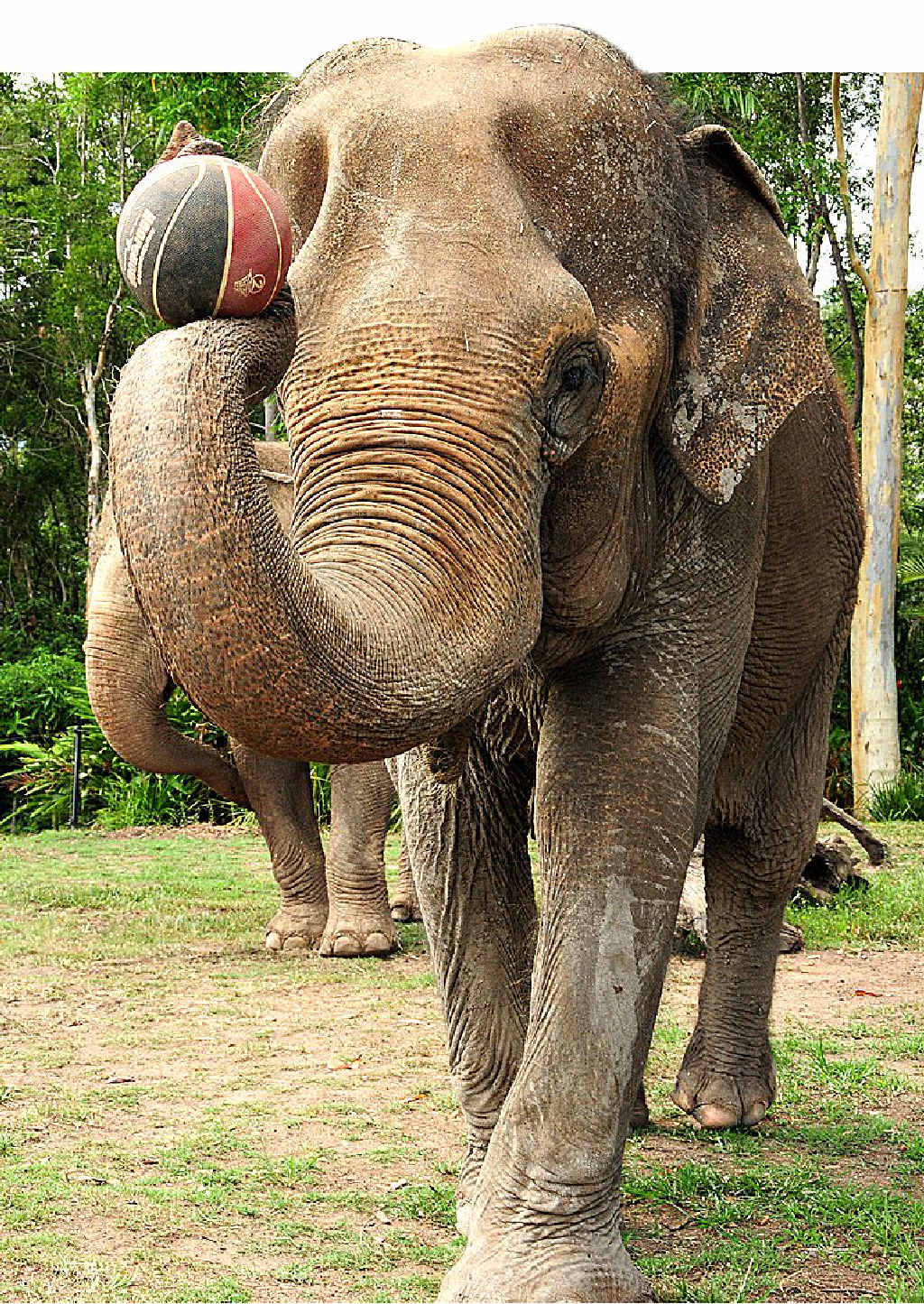 ARTHRITIS VICTIM: Bimbo’s ongoing suffering ended this week at Australia Zoo. ARTHRITIS VICTIM: Bimbo’s ongoing suffering ended this week at Australia Zoo.