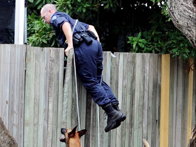 Police dog handler Senior Constable Brendon Dellow and Arkie, the belgian malinois cross dutch shepherd, search Kawungan backyards. Police dog handler Senior Constable Brendon Dellow and Arkie, the belgian malinois cross dutch shepherd, search Kawungan backyards.