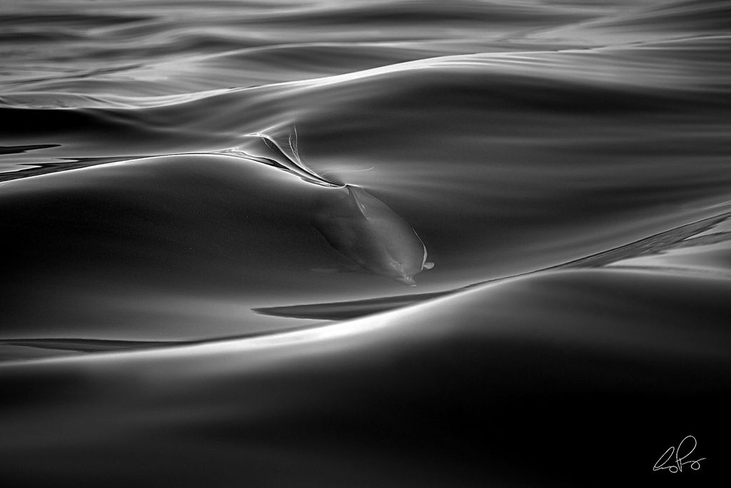 Lennox Head-based photographer Craig Parry has won a silver award at the Australian Professional Photography Awards for this image, Dolphin Silk. Photo Contributed courtesy of Craig Parry. www.craigparry.com.au Lennox Head-based photographer Craig Parry has won a silver award at the Australian Professional Photography Awards for this image, Dolphin Silk. Photo Contributed courtesy of Craig Parry. www.craigparry.com.au
