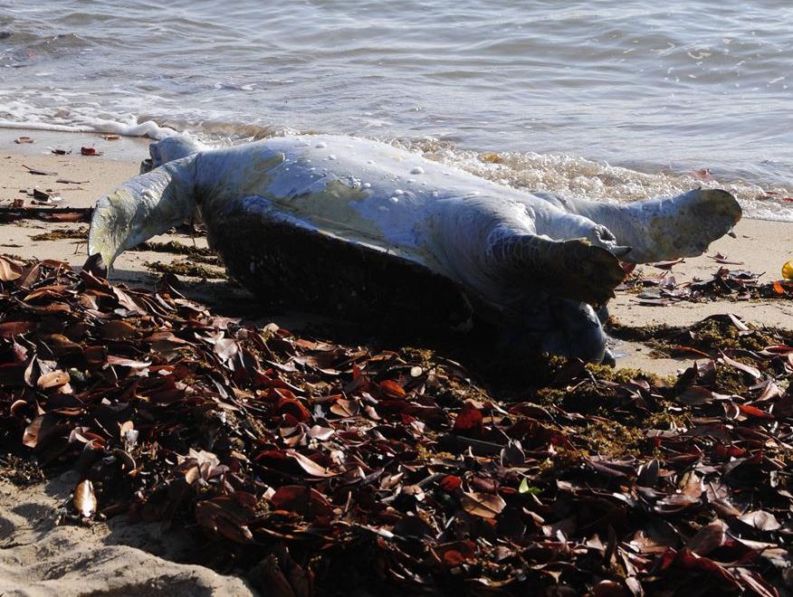 A dead turtle washed up on Spinnaker Park beach on Wednesday, September 18. A dead turtle washed up on Spinnaker Park beach on Wednesday, September 18.