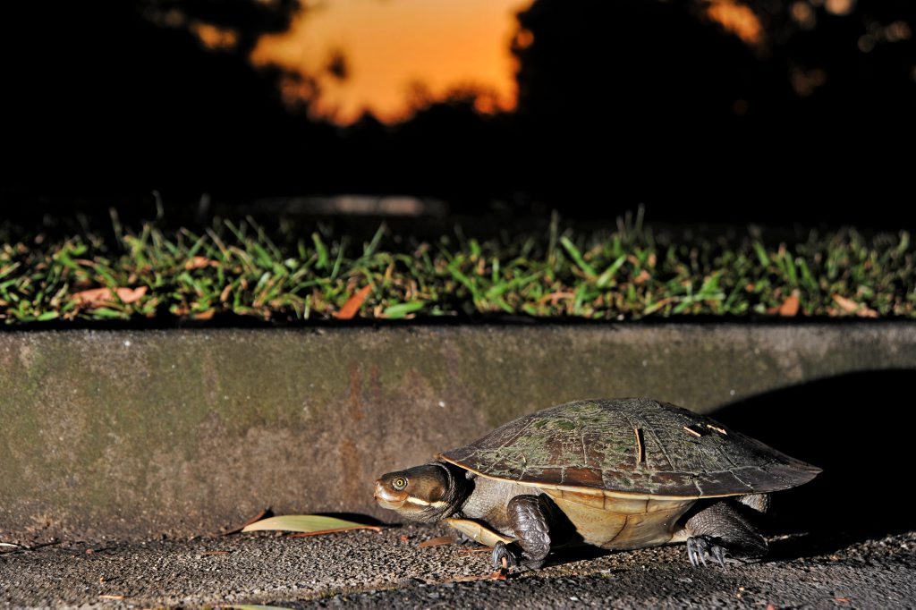 A turtle ends up in the Daily's car park at sundown after wandering from the lake. Photo: Iain Curry / Sunshine Coast Daily A turtle ends up in the Daily's car park at sundown after wandering from the lake. Photo: Iain Curry / Sunshine Coast Daily