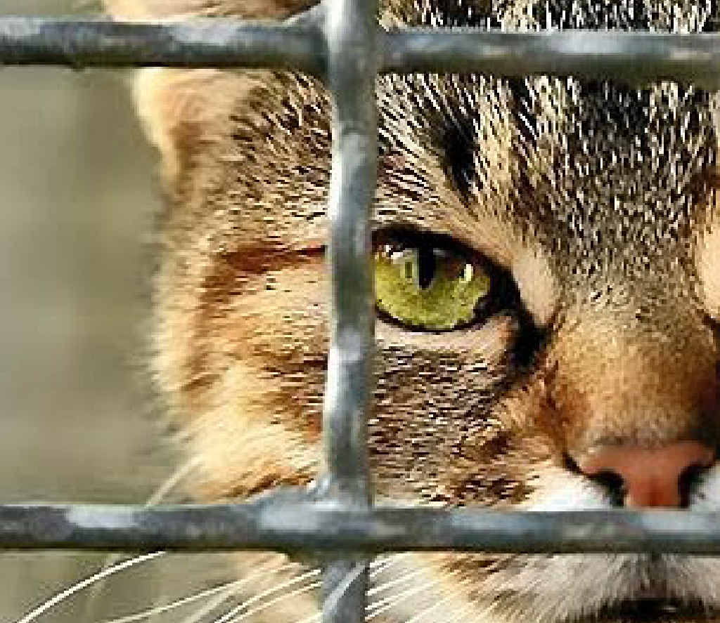 MEOW: Cats are living dangerously. MEOW: Cats are living dangerously.