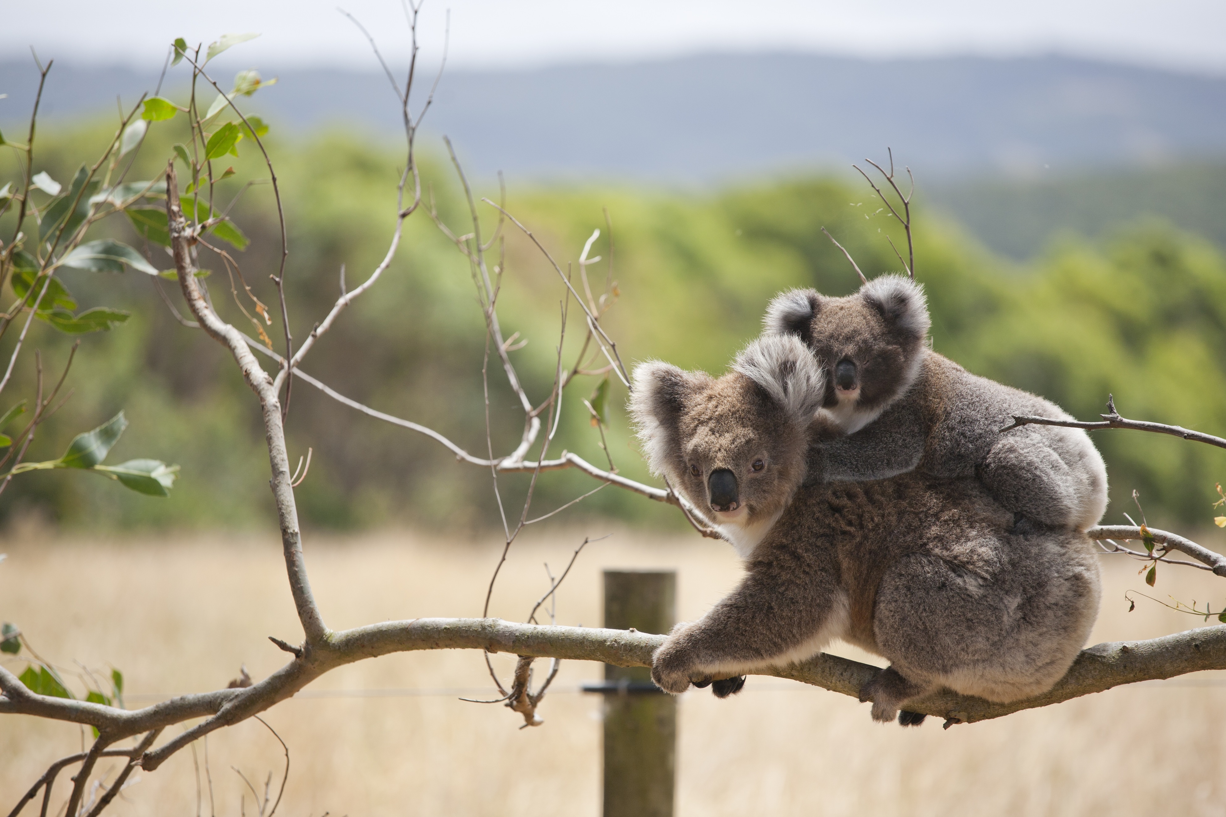 Saving koalas is on the council's agenda. Saving koalas is on the council's agenda.