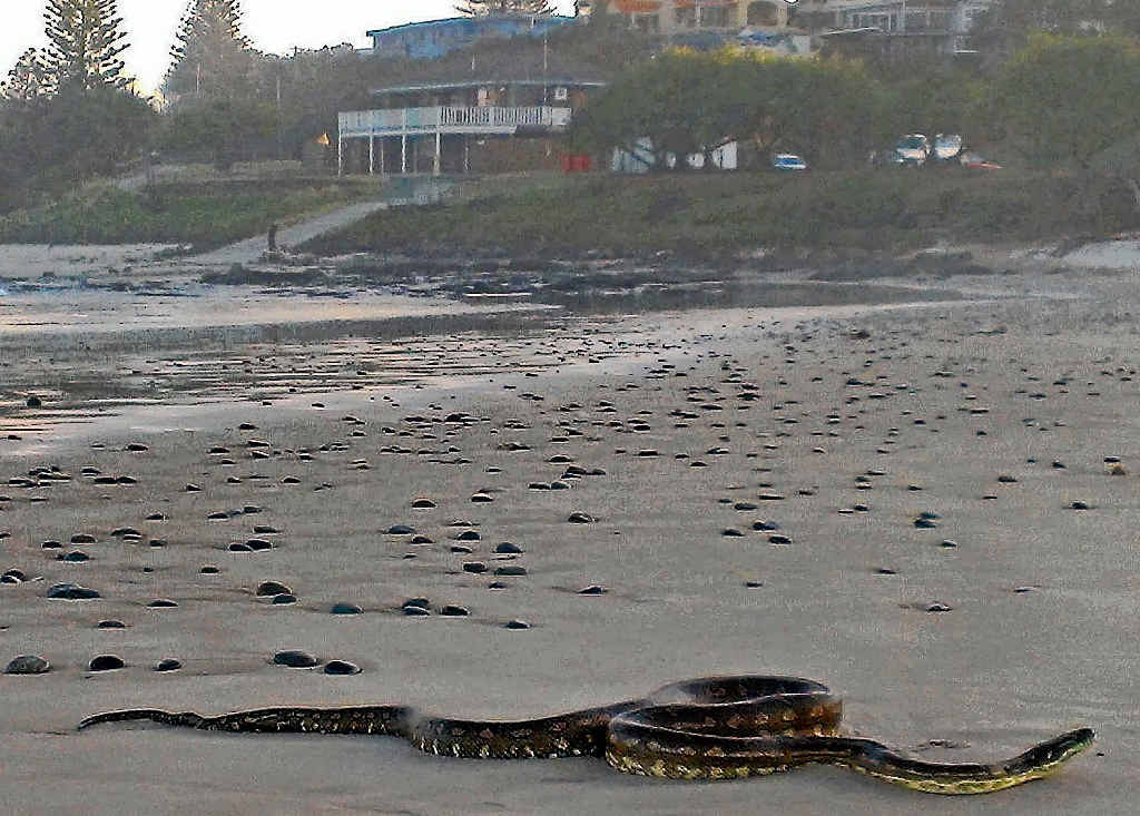 HEAT SEEKERS: Bruce McNaughton sent in this photo of a python sunning itself on Shelly Beach in Ballina last week. HEAT SEEKERS: Bruce McNaughton sent in this photo of a python sunning itself on Shelly Beach in Ballina last week.
