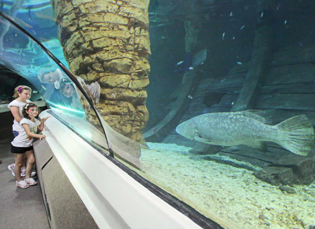 WHAT A CATCH! Eight-year-old Erica Bickers (front) and sister Emily, 10, of Toogoolawah, check out the more than 100kg groper at the Shark Shipwreck exhibition at UnderWater World yesterday. WHAT A CATCH! Eight-year-old Erica Bickers (front) and sister Emily, 10, of Toogoolawah, check out the more than 100kg groper at the Shark Shipwreck exhibition at UnderWater World yesterday.