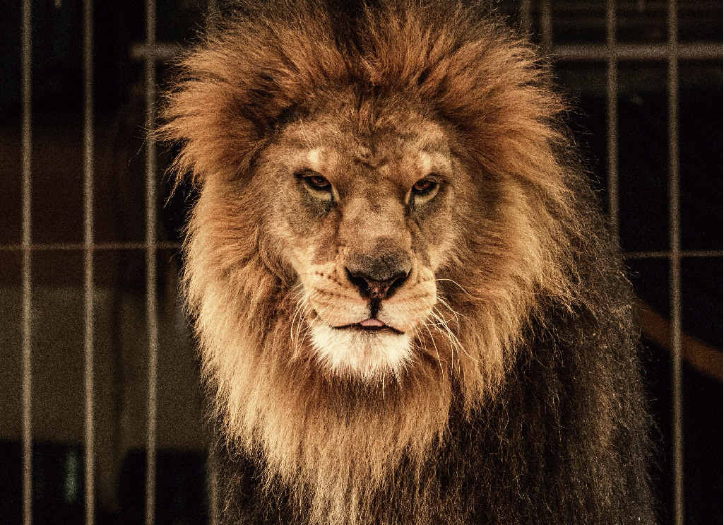 Roar deal for animal lovers? Roar deal for animal lovers?