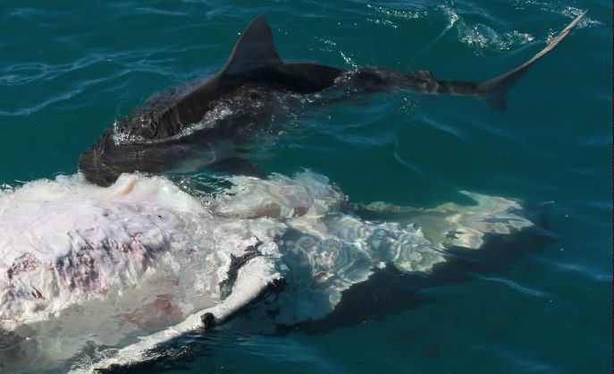 A shark attacks the carcass of a whale calf off Fraser Island. A shark attacks the carcass of a whale calf off Fraser Island.