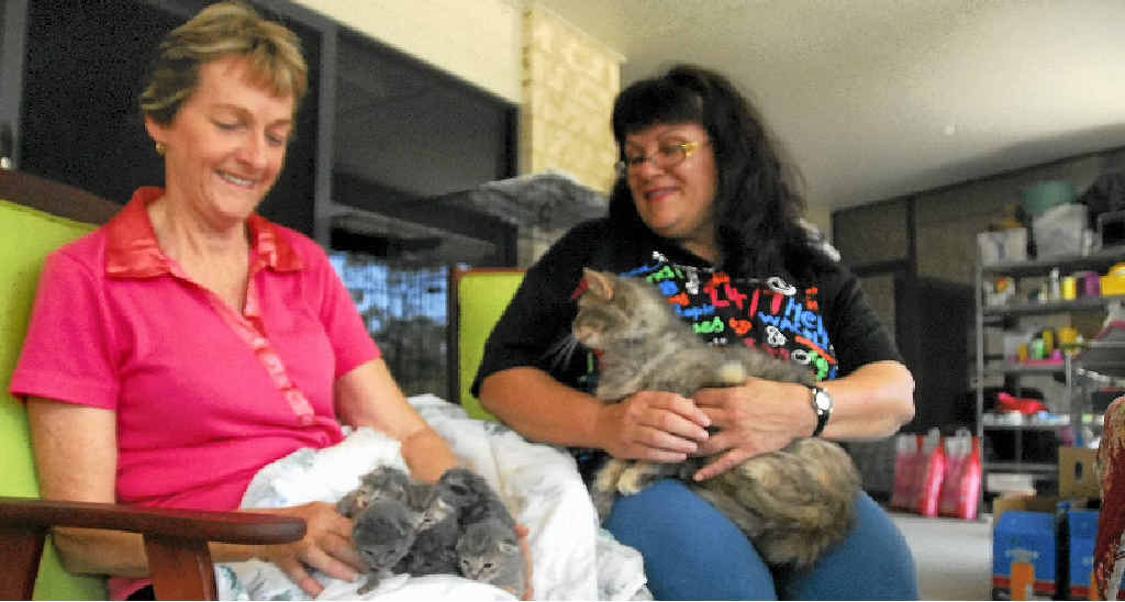Friends of RSPCA joint cat co-ordinators Betty Bridge and Anita Coad. Friends of RSPCA joint cat co-ordinators Betty Bridge and Anita Coad.