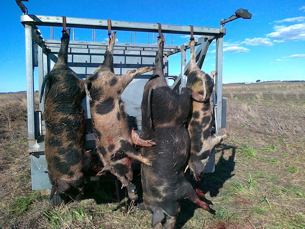 Four large feral pigs caught on a local Clifton grain property in February. Four large feral pigs caught on a local Clifton grain property in February.