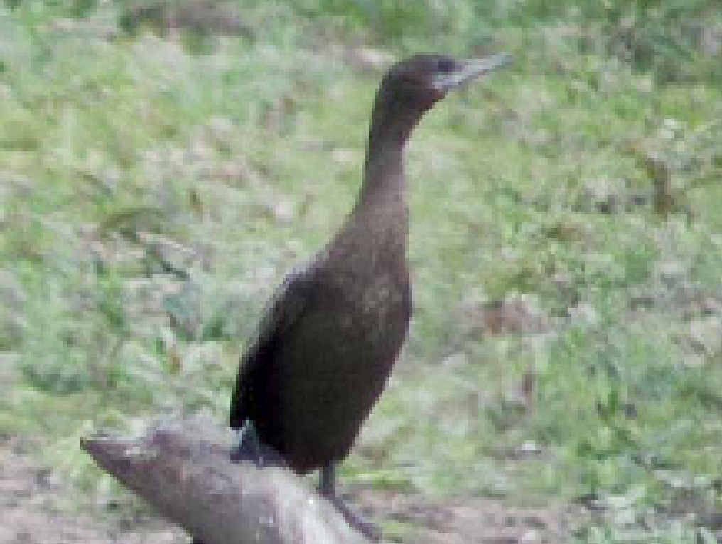 PROTECTED: Native birdlife. PROTECTED: Native birdlife.