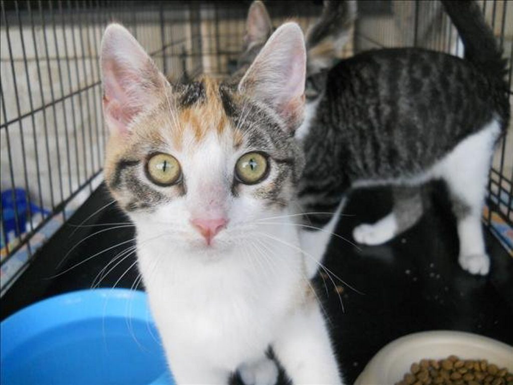 Domestic short hair cross, Becky, three-months-old, is up for adoption. Photo Contributed Domestic short hair cross, Becky, three-months-old, is up for adoption. Photo Contributed