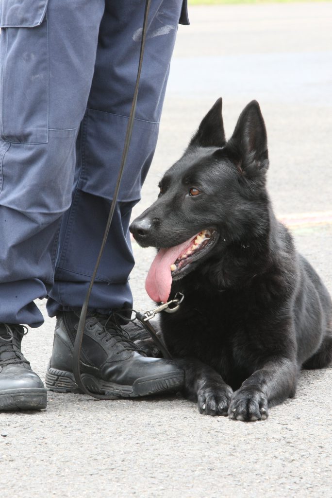 Sargent Craig Law, Officer in Charge. with his police dog 'Ty' doing familiarization training with the AGL chopper. Photo: Kari Bourne / Sunshine Coast Daily Sargent Craig Law, Officer in Charge. with his police dog 'Ty' doing familiarization training with the AGL chopper. Photo: Kari Bourne / Sunshine Coast Daily