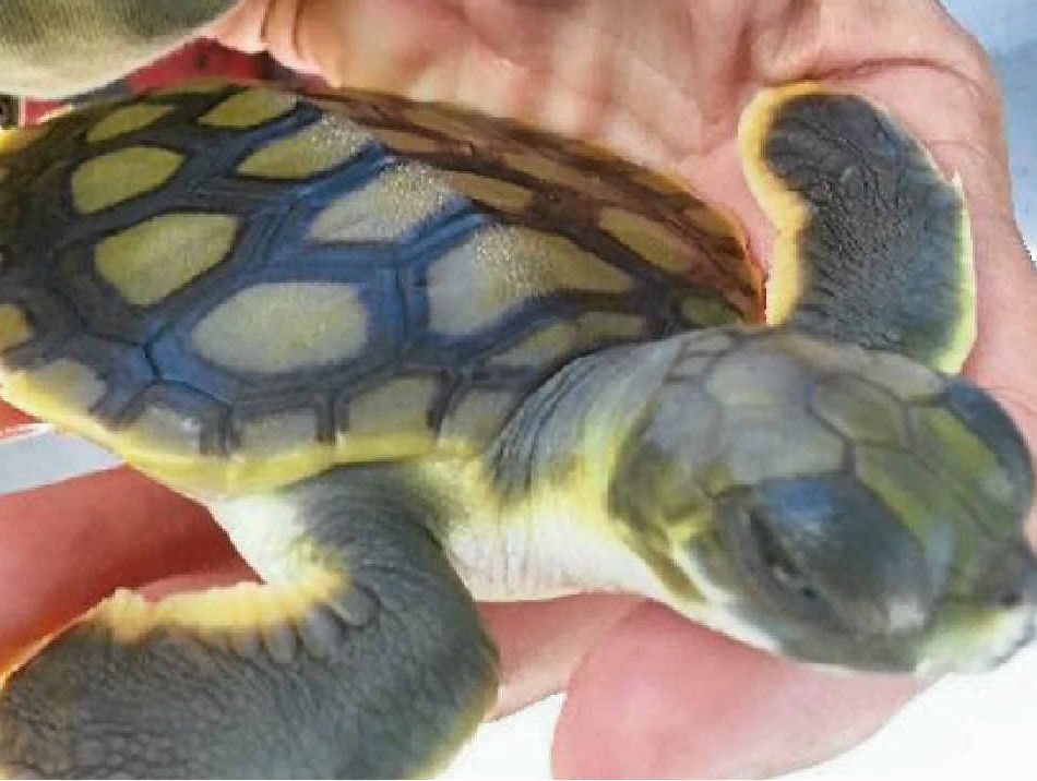 SEA STAR: A baby turtle which benefited from the work of the Quoin Island Turtle Rehabilitation Centre.